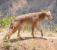 Coyote (Canis latrans), un mamífero.